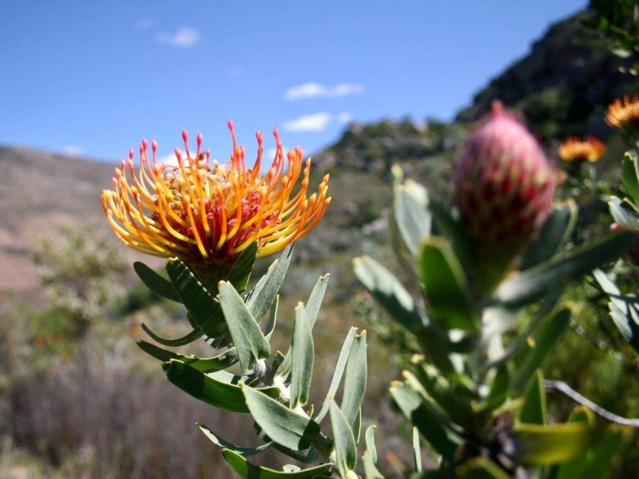 Leopard Valley Eco Retreat Citrusdal Buitenkant foto